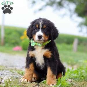 Oliver, Bernese Mountain Dog Puppy
